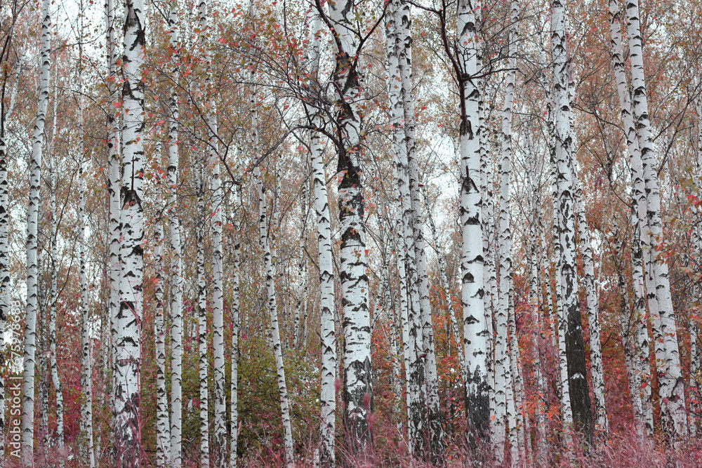 Obraz premium Beautiful birch trees in autumn