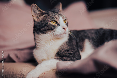 A cute tabby cat lying on a soft bed with a pink blanket. The coziness, comfort, and pets.