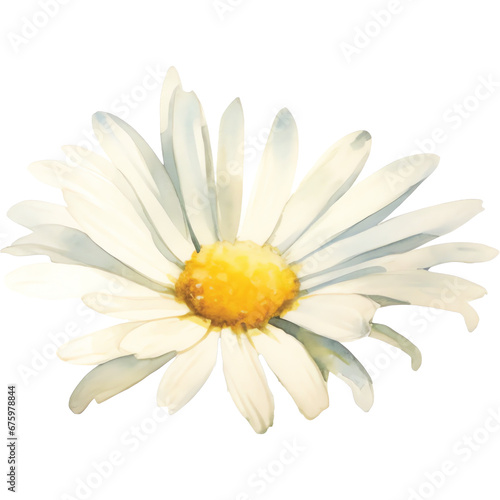 watercolor white daisy flower 