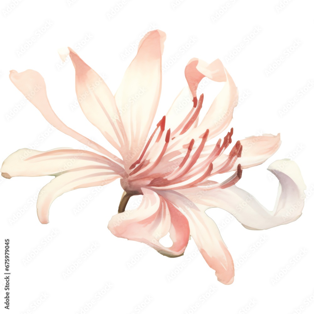 Naklejka premium watercolor soft color honeysuckle flower