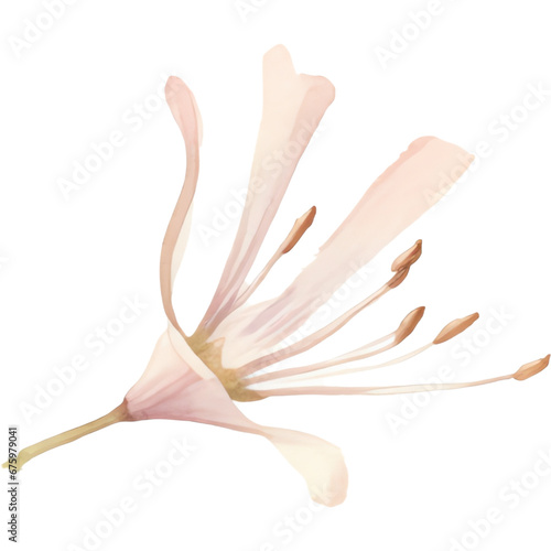 watercolor soft color honeysuckle flower photo