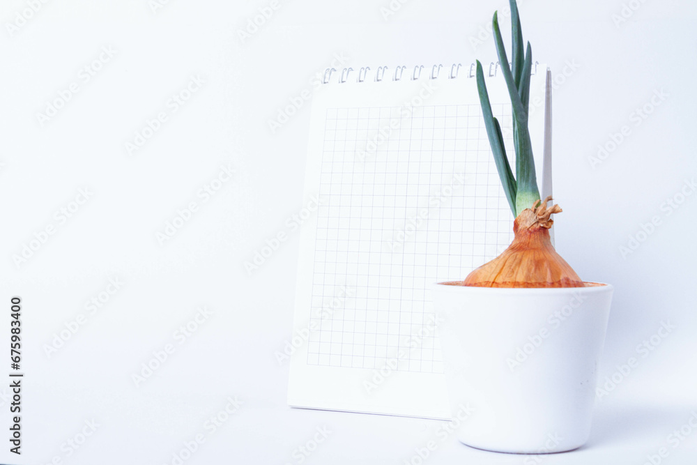Growing plants in the laboratory. Sprouted green onions on a white