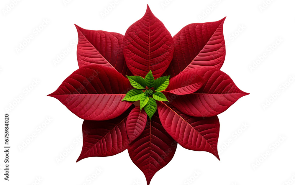 Poinsettia Leaf on Clear Background