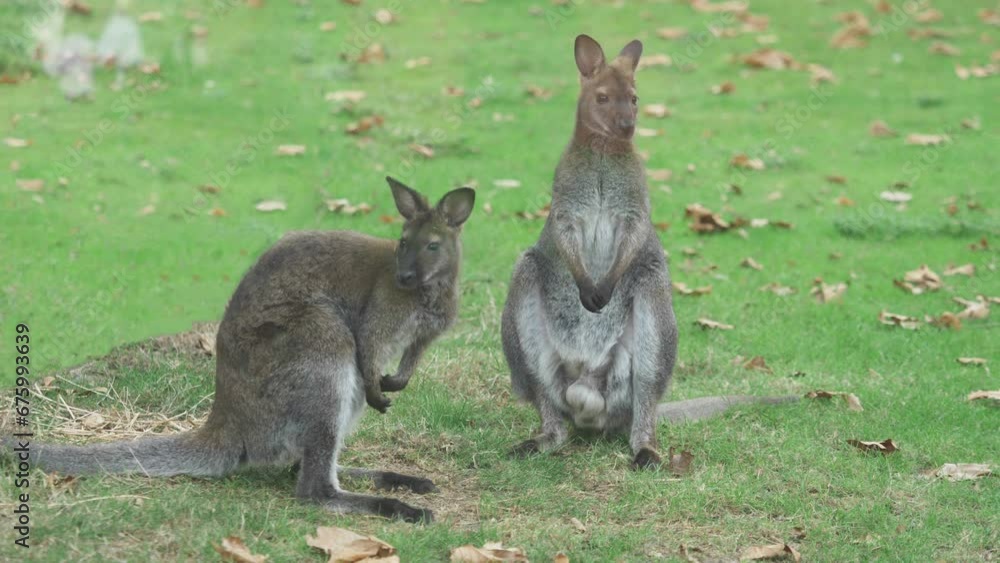 Bennett's red-necked wallaby (Notamacropus rufogriseus) couple on green lawn Bennett's red-necked wallaby (Notamacropus rufogriseus) couple on green lawn