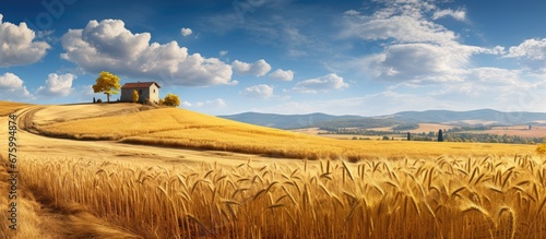 In the isolated farm against the backdrop of the golden and white autumn the summer s growth of wheat and corn stands tall showcasing the natural beauty of agriculture while the scent of fr photo