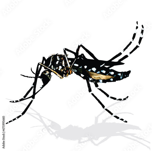 Aedes_Aegypti mosquito gnat bloodsucker disease transmissor 