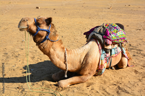 Camel, face while waiting for tourists for camel ride at Thar desert, Rajasthan, India. Camels, Camelus dromedarius, are large desert animals who carry tourists on their backs.