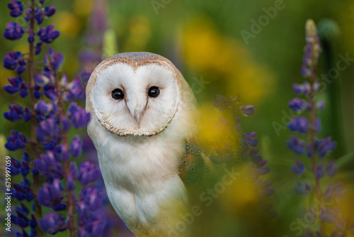 the barn owl betwen flowers on the meadow photo