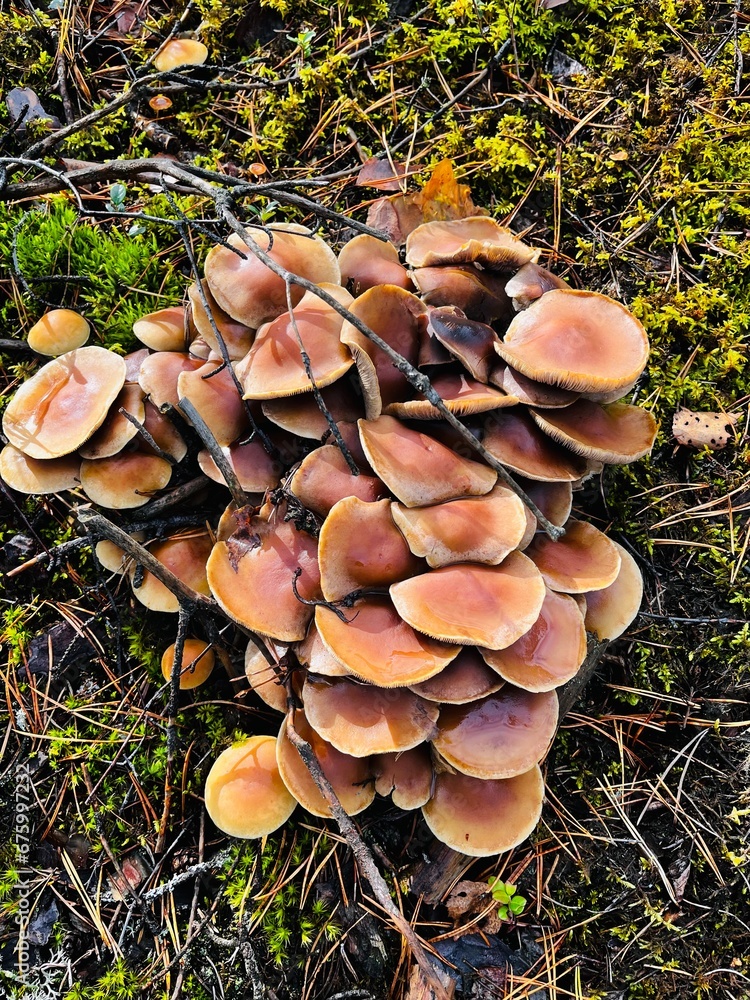 Fototapeta premium Edible mushrooms in the forest.