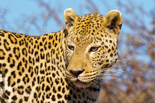 Close-up of a Leopard face © Nikokvfrmoto