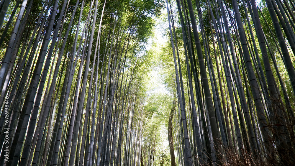 Arashiyama Bamboo Grove, Kyoto, Japan Arashiyama Bamboo Grove, Kyoto, Japan