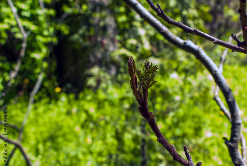 Rhus typhina in early spring. Rhus typhina, stag sumac, is a species of flowering plant in the Anacardiaceae family.