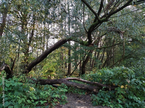 Umgestürzter Baum im Herbstwald