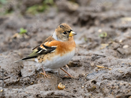 Bergfink (Fringilla montifringilla) photo