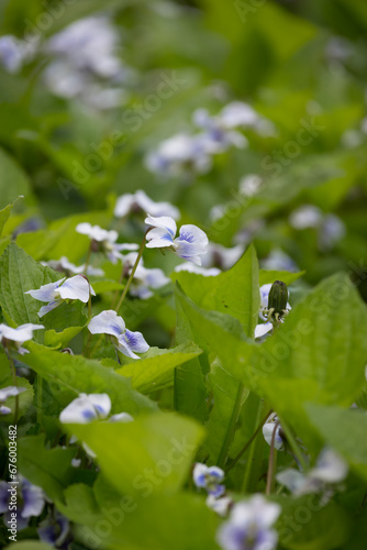 Fiołek motylkowy, Viola sororia, kwiaty pośród zielonych liści
