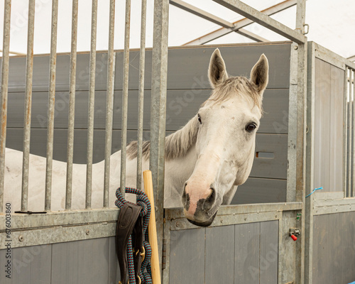 A white or gray horse looking out of a gray stall.