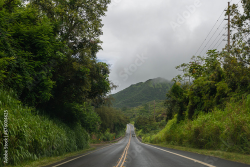 Tree lined highway in Kauai, Hawaii, United States. 