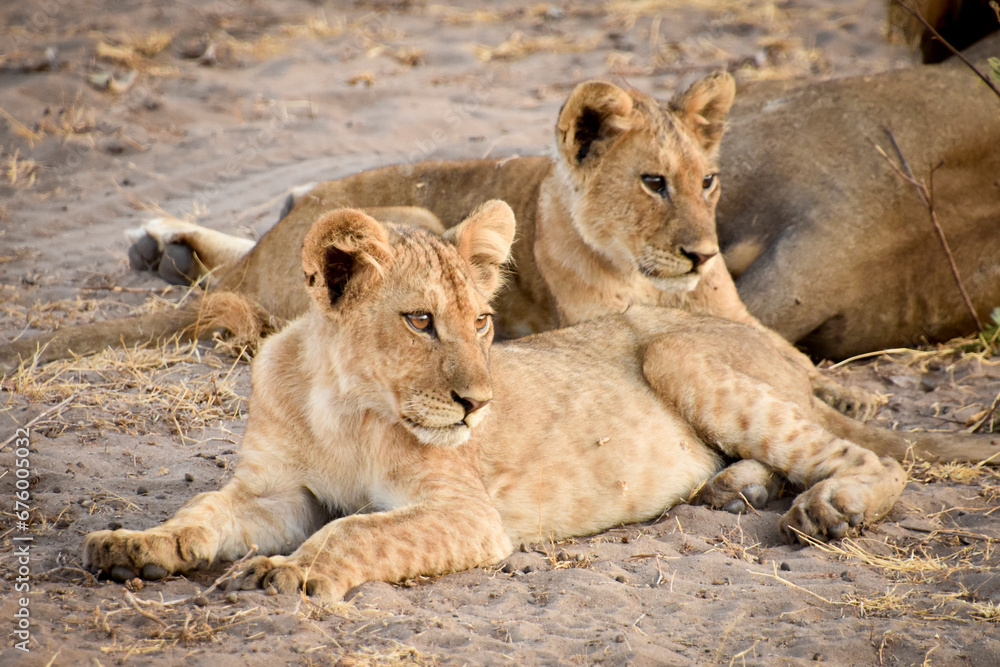 Katavi Sleeping Lions Katavi Sleeping Lions