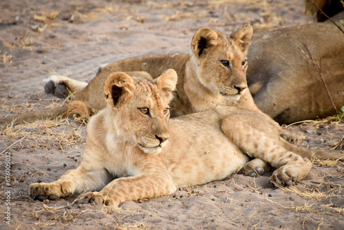 Katavi Sleeping Lions