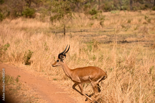 Impala Katavi photo