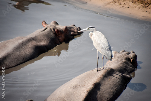 Hippo Katavi photo