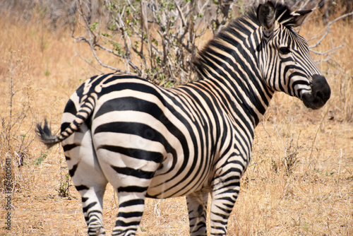 Zebra Katavi 2 photo