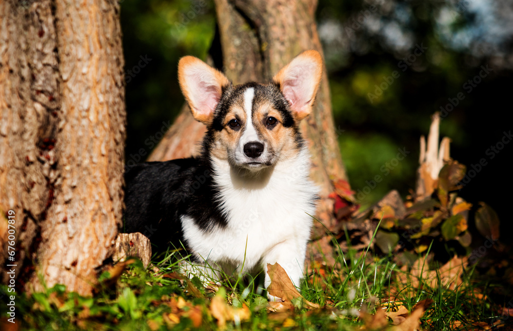corgi dog on an autumn walk corgi dog on an autumn walk