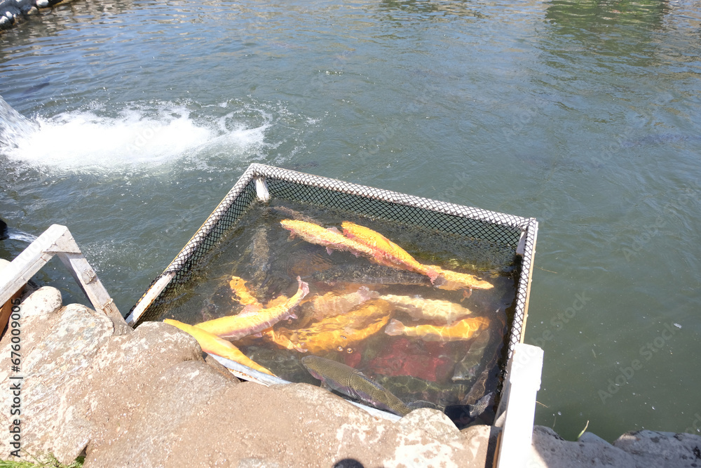 Trout farming. Breeding golden, rainbow trout species. Fish farming in ecologically clean fresh