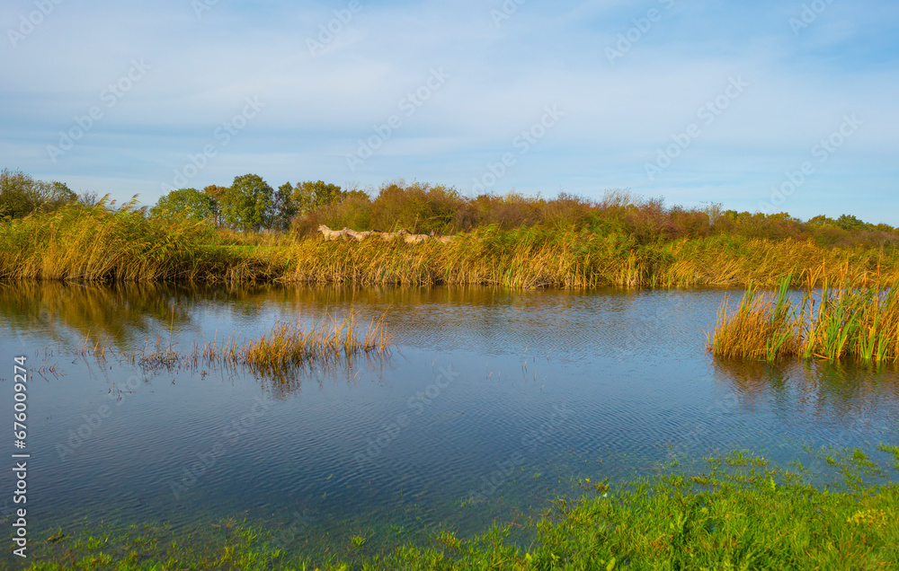 Herd of feral horses walking along a lake in sunlight beneath a blue cloudy sky in winter, Almere, Flevoland, The Netherlands, November 9, 2023 Herd of feral horses walking along a lake in sunlight beneath a blue cloudy sky in winter, Almere, Flevoland, The Netherlands, November 9, 2023