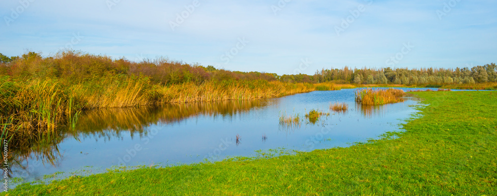 Reed and trees along a lake in wetland beneath a blue sunny sky in winter, Almere, Flevoland, The Netherlands, November 9, 2023