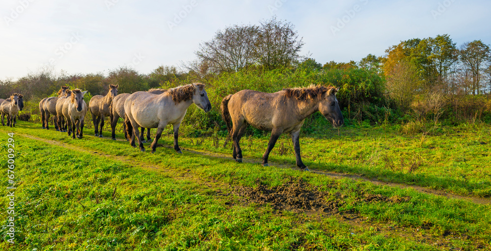 Herd of feral horses walking along a lake in sunlight beneath a blue cloudy sky in winter, Almere, Flevoland, The Netherlands, November 9, 2023 Herd of feral horses walking along a lake in sunlight beneath a blue cloudy sky in winter, Almere, Flevoland, The Netherlands, November 9, 2023