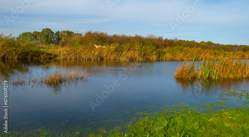 Herd of feral horses walking along a lake in sunlight beneath a blue cloudy sky in winter, Almere, Flevoland, The Netherlands, November 9, 2023