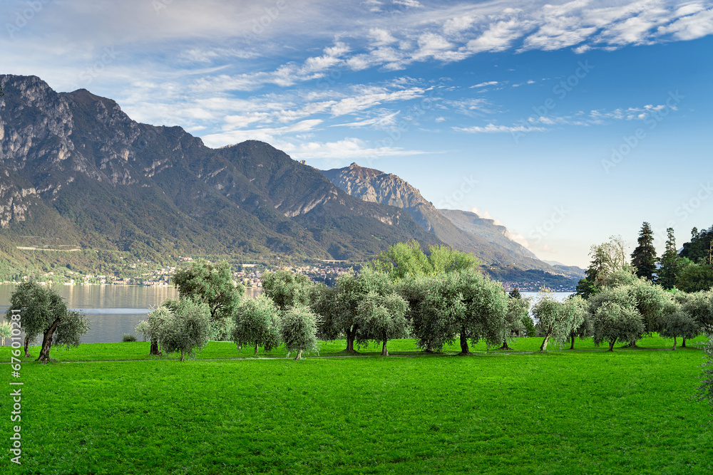 Olive trees grow on the shores of Lake Como in Italy against the backdrop of mountains