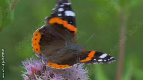 red admiral butterfly, Vanessa atalanta, close up wing markings, feeding collecting nectar on pink flower, hemp agrimony photo