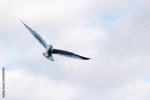 Seagull flying in moody day determined direction strategy