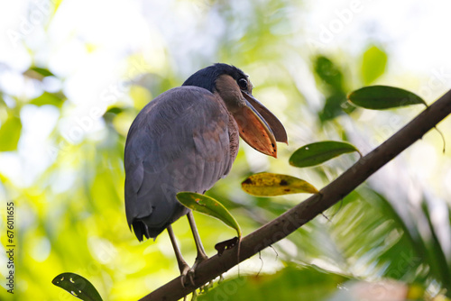 Boat-billed Heron, Cuero y Salado Wildlife Refuge, Honduras. photo