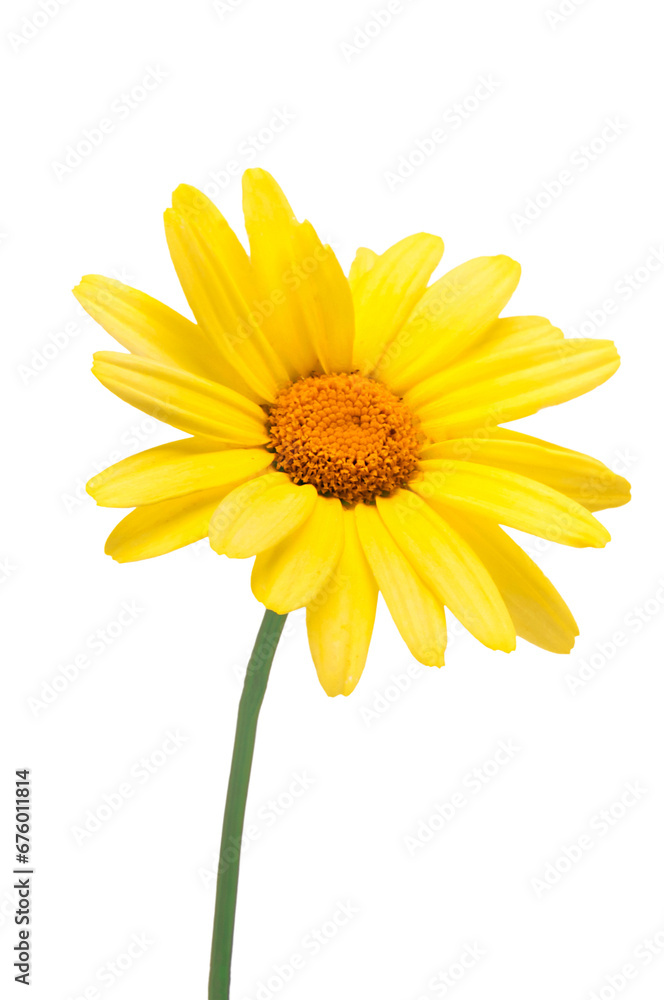Yellow daisy flower isolated on a transparent background