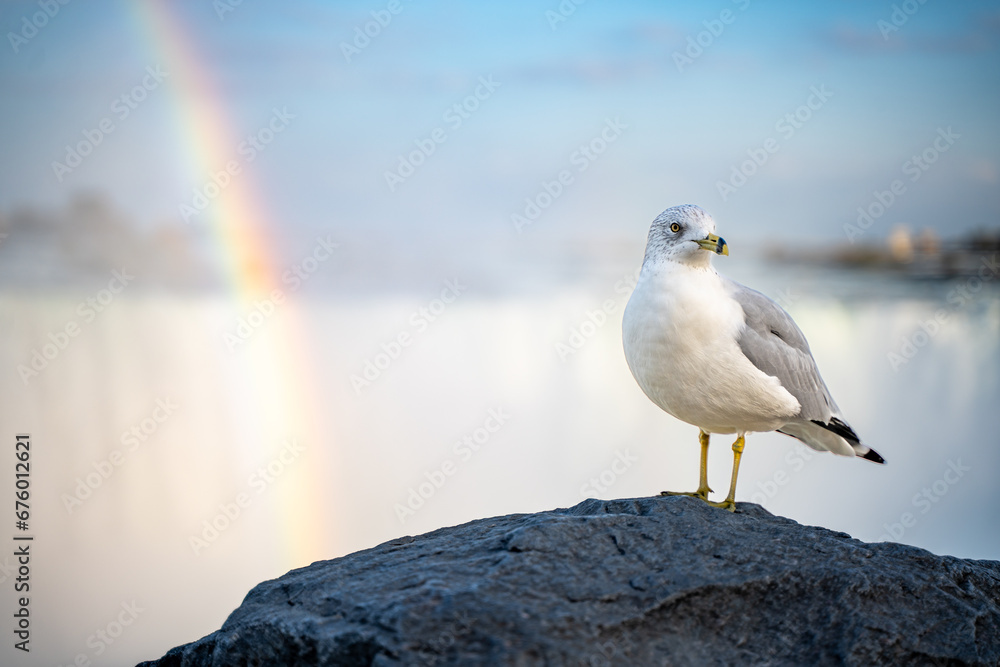 A seagull bird standing in front of Niagara Falls, with fog and rainbow in the background, in Ontario's Canadian side.