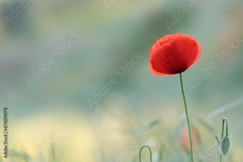 fiori di papavero in primavera in un campo