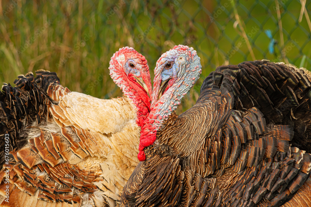 Indyki tworzące serce z głów | Turkeys making heart of their heads - obrazy, fototapety, plakaty 