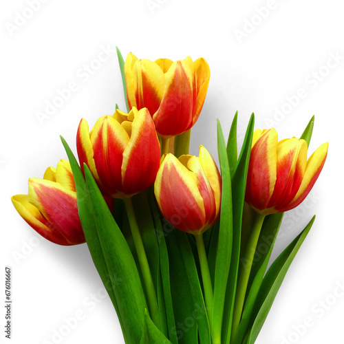 Bouquet of flowers with tulips of yellow and red colors with transparent background and shadow