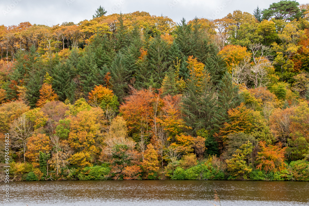trees with autumn colours on a hill