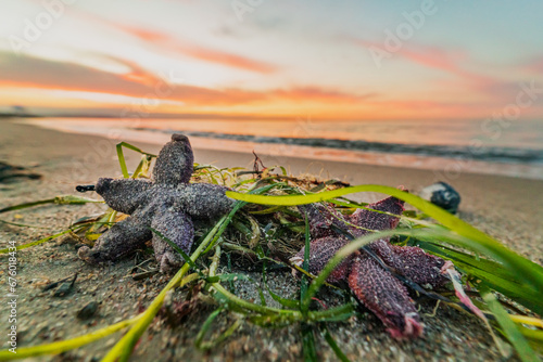 Seesterne am Strand 