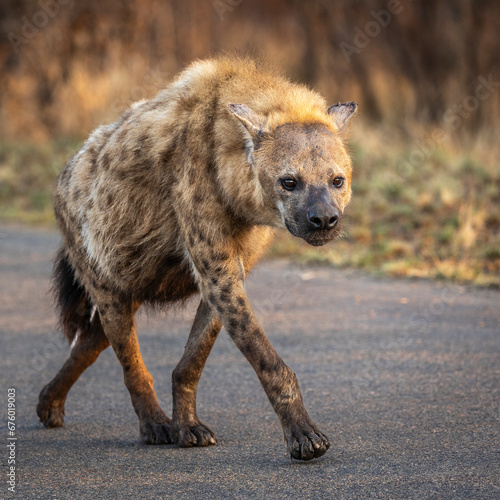 Spotted Hyena walking along tarred road in kruger national park photo