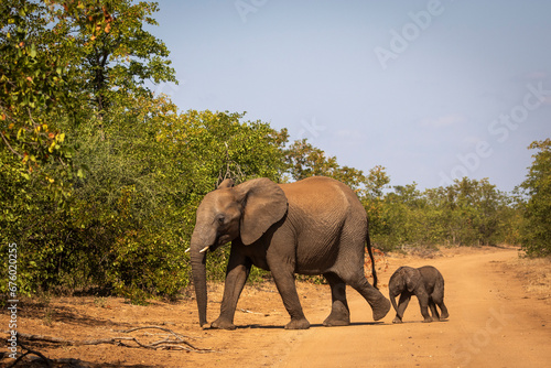 Mother elephant crossing sand road with baby calf in tow in Northern Kruger National Park