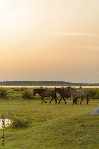 Brown horses walking in the meadow near the river