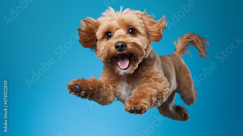 Happy Cavoodle Cavapoo Puppy Dog Runs and jumps isolated on blue cyan background photo