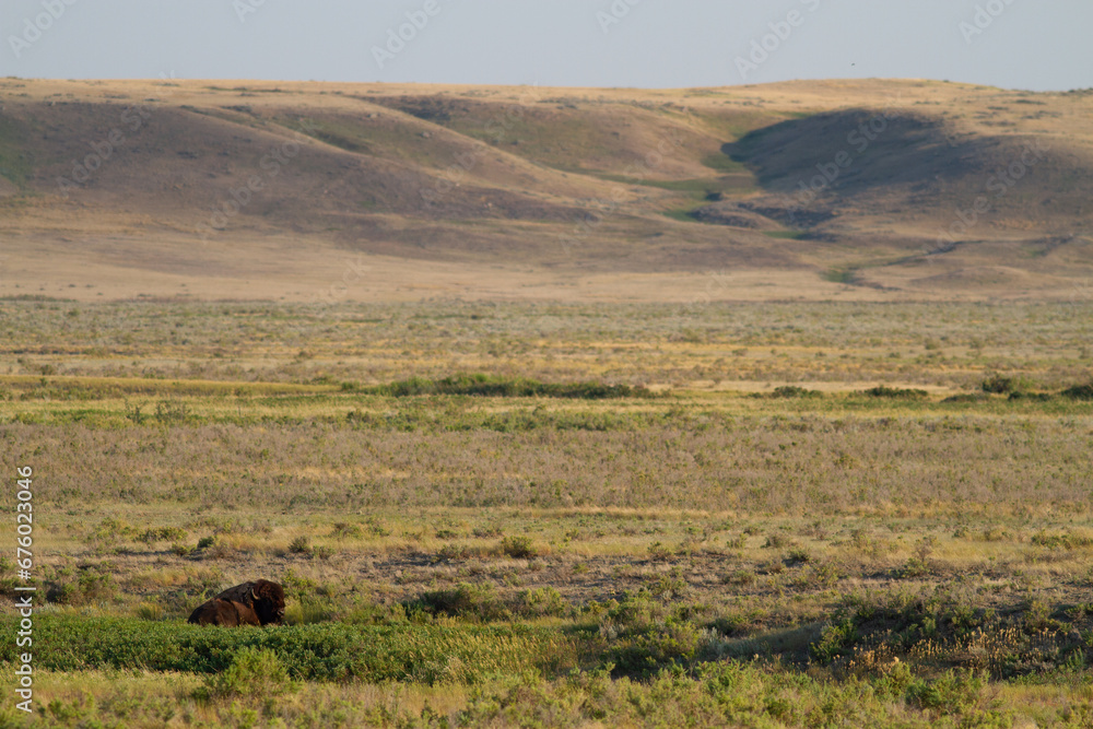 Un bison se repose dans l'immensité de son territoire au Saskatchewan
