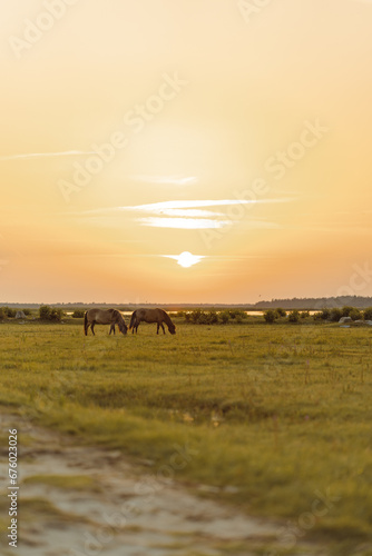 Grazing horses in the field near the river during the sunset