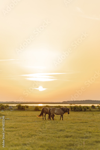 Brown horses in the field near the river during the sunset